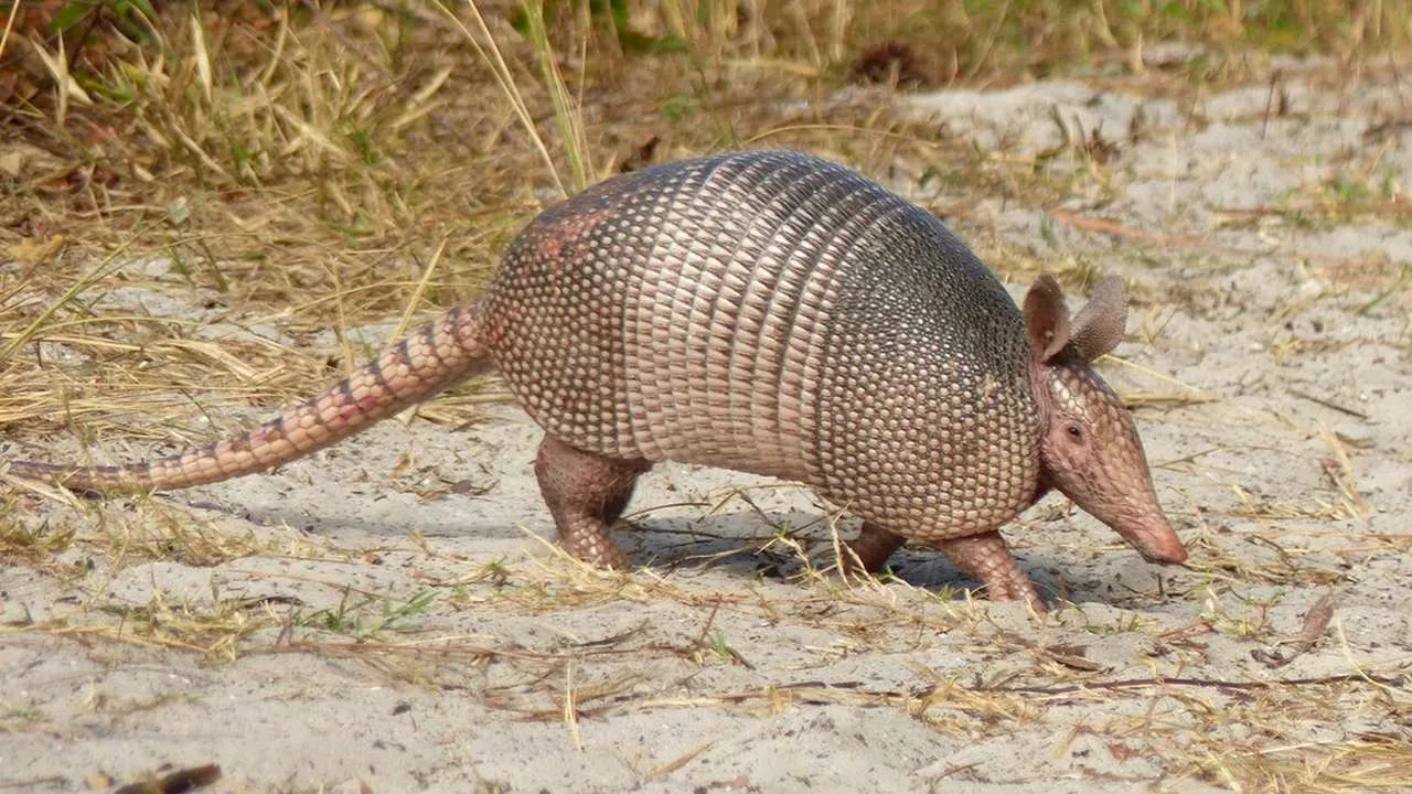 Tatu-galinha caminhando em um terreno arenoso com vegetação seca