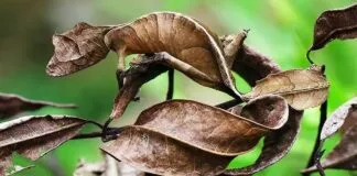 Um lagarto, com a aparência de uma folha seca, camuflado entre folhas de uma árvore.