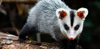 Um pequeno gambá com pêlos cinzentos e pretos, focinho rosa e olhos escuros, caminhando sobre um tronco de árvore.