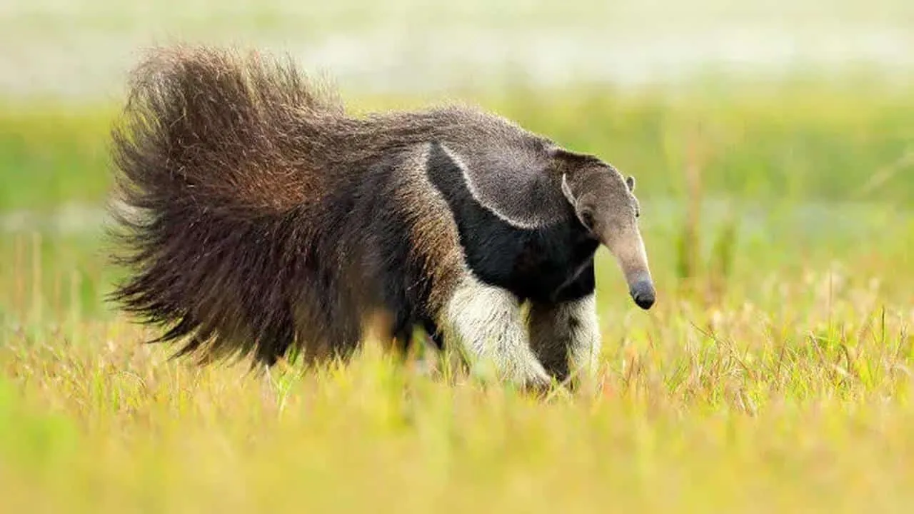 Um tamanduá-bandeira caminhando por um campo verde com vegetação rasteira, seu focinho longo e sua cauda longa e peluda são visíveis.