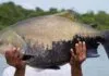 Um tambaqui grande sendo segurado por um pescador, em um ambiente aquático.