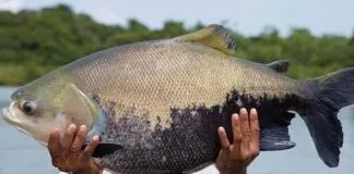 Um tambaqui grande sendo segurado por um pescador, em um ambiente aquático.