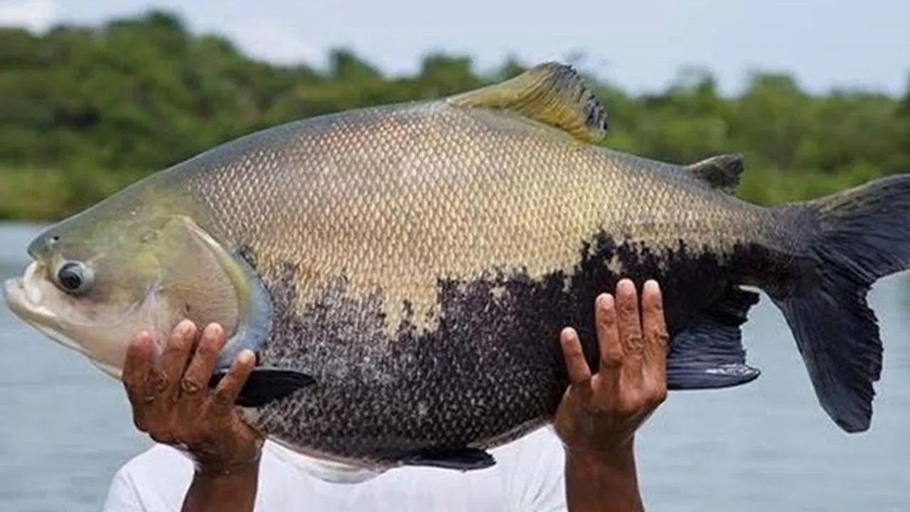 Um tambaqui grande sendo segurado por um pescador, em um ambiente aquático.
