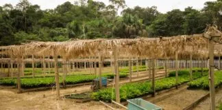 Amazônia na COP30: Bioeconomia como caminho sustentável
