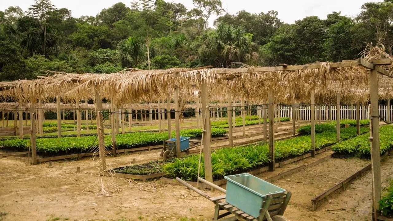 Amazônia na COP30: Bioeconomia como caminho sustentável