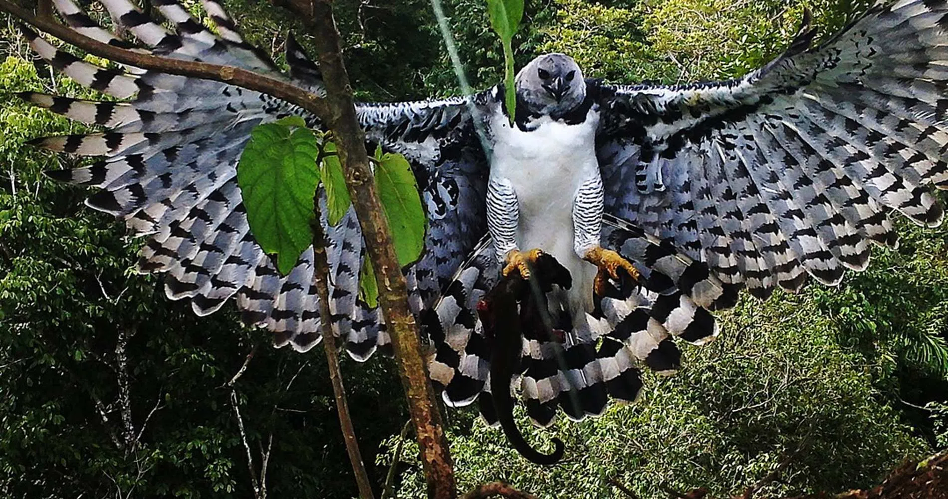 Uma águia-harpia, com suas asas abertas, segura um animal pequeno em suas garras.