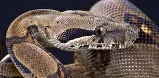 Uma Jiboia com escamas marrons e pretas, vista de perto, com a cabeça levantada e os olhos fixos no observador.