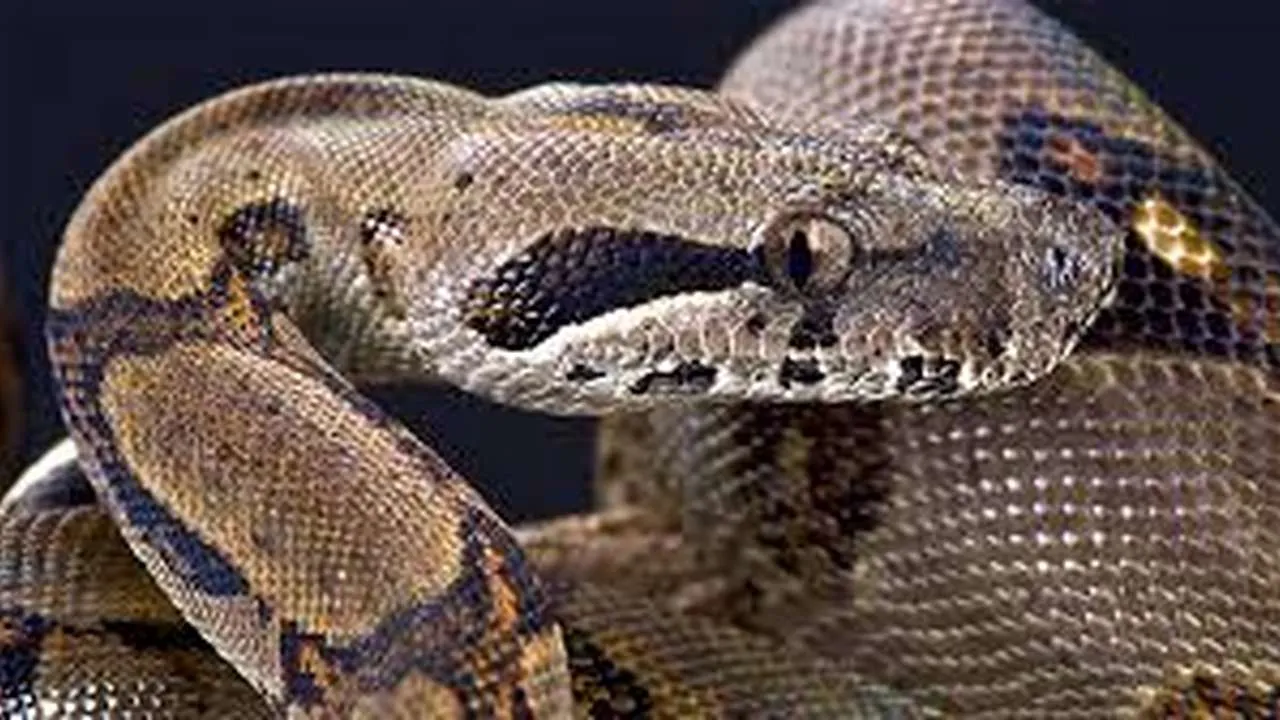 Uma Jiboia com escamas marrons e pretas, vista de perto, com a cabeça levantada e os olhos fixos no observador.