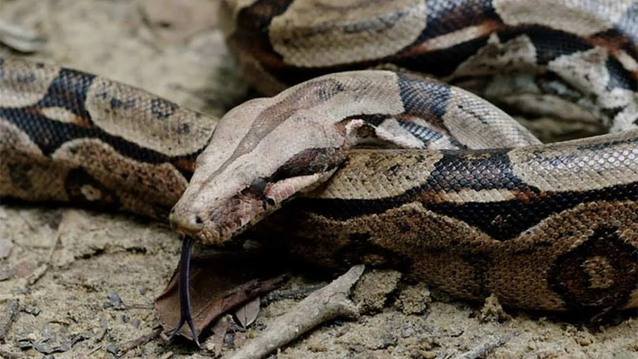 uma-cobra-de-cascavel-grande-marrom-e-preta-com-marcas-em-sua-pele-com-a-lingua-para-fora-em-uma-superficie-de-terra-20250512152230 Jiboia Protege Sua Casa? Saiba Por Quê
