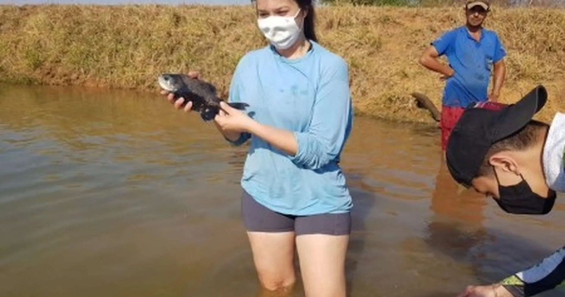 uma-mulher-segura-um-peixe-pequeno-enquanto-um-homem-observa-na-agua-ambos-usando-mascaras-20250520193243 Tambaqui mostra que ração com mais carboidrato e menos proteína reduz custos da piscicultura