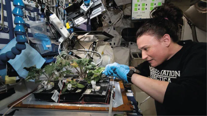 A_astronauta_Serena_Au__n-Chancellor_colhe_couve-roxa_russa_e_ Cultivando plantas no espaço