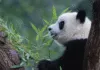 A Dieta Do Panda Gigante Quase 100 Bambu