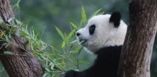 A Dieta Do Panda Gigante Quase 100 Bambu