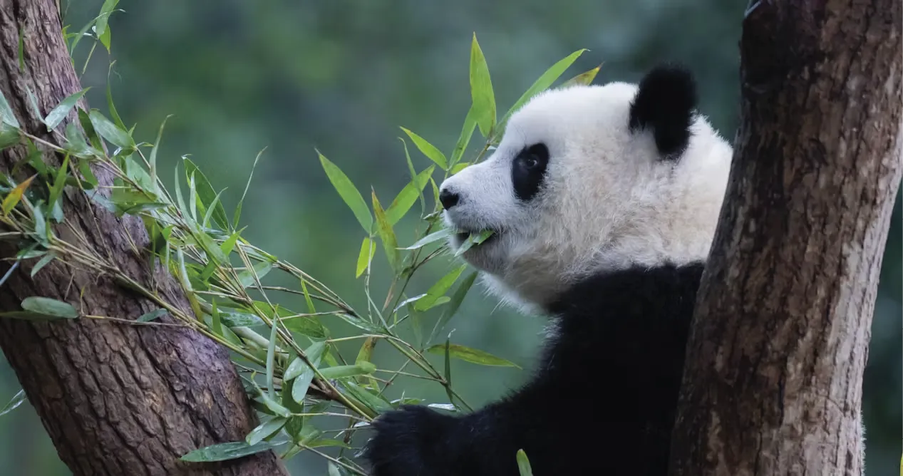 A dieta do panda gigante quase 100 bambu