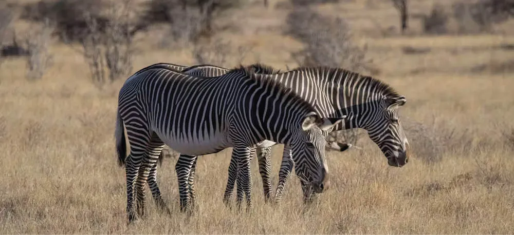 Animais_herb_voros_como_estas_zebras-de-grevy_amea_adas_de_extin__o_no_ As alterações climáticas estão tornando as plantas menos nutritivas