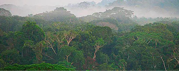 As__rvores_est_o_localizadas_no_extremo_oeste_da_ Anéis de crescimento de árvores revelam mudanças extremas na sazonalidade de chuvas na Amazônia