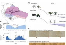 Anéis de crescimento de árvores revelam mudanças extremas na sazonalidade de chuvas na Amazônia As estações de crescimento das árvores nas florestas sazonalmente inundadas e de terra firme correspondem às estações seca e chuvosa da Amazônia, respectivamente