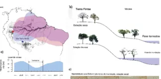 As estações de crescimento das árvores nas florestas sazonalmente inundadas e de terra firme correspondem às estações seca e chuvosa da Amazônia, respectivamente