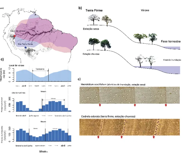 Anéis de crescimento de árvores revelam mudanças extremas na sazonalidade de chuvas na Amazônia 9 As estações de crescimento das árvores nas florestas sazonalmente inundadas e de terra firme correspondem às estações seca e chuvosa da Amazônia, respectivamente