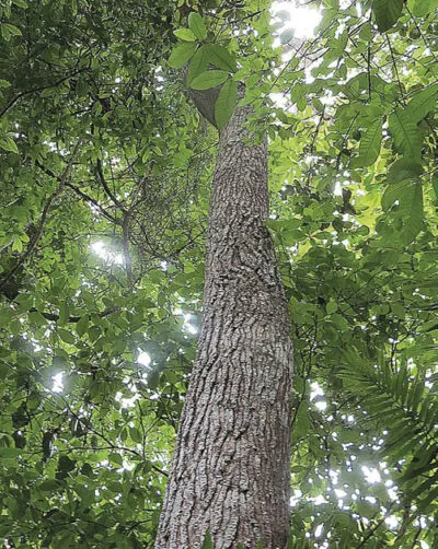 Cedrela_odorata_tamb_m_conhecida_como_cedro-vermelho-400x502 Anéis de crescimento de árvores revelam mudanças extremas na sazonalidade de chuvas na Amazônia