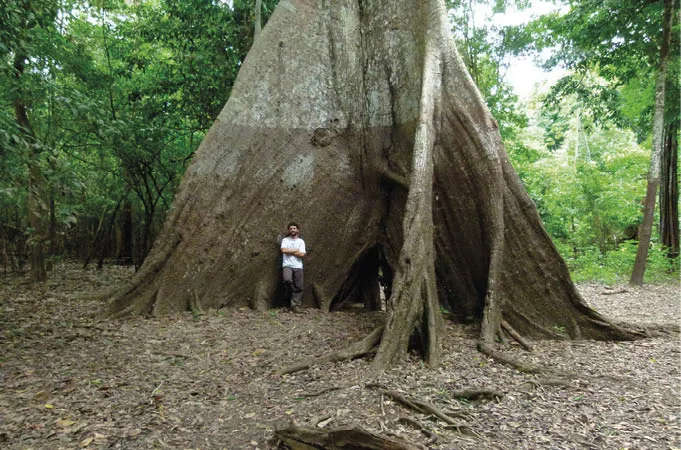 Cheias_extremas_alcan_am_v_rios_metros_de_profundidade_conforme_indicado_pelo_ Anéis de crescimento de árvores revelam mudanças extremas na sazonalidade de chuvas na Amazônia