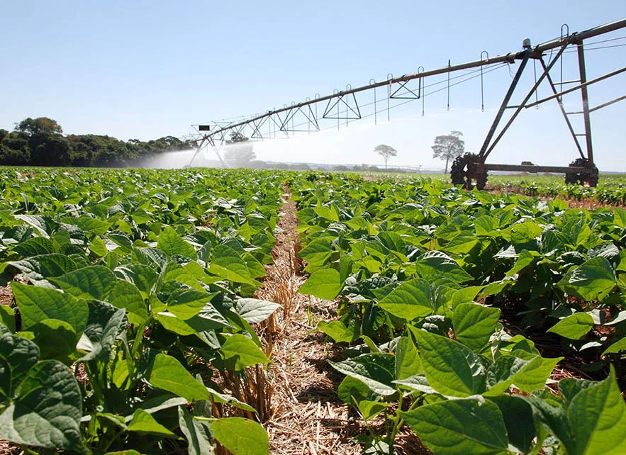 Feij_o_em_plantio_direto Novo mapa mostra onde há maior potencial para agricultura no Brasil