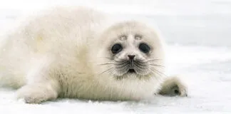 Limite perigoso para as camadas de gelo da Terra (filhote de foca-aspiana)
