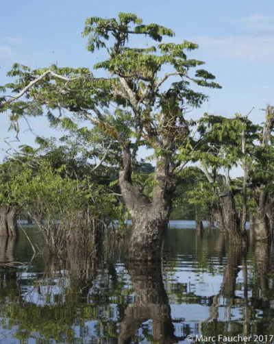 Macrolobium_acaciifolium_conhecida_como_arapari-400x502 Anéis de crescimento de árvores revelam mudanças extremas na sazonalidade de chuvas na Amazônia