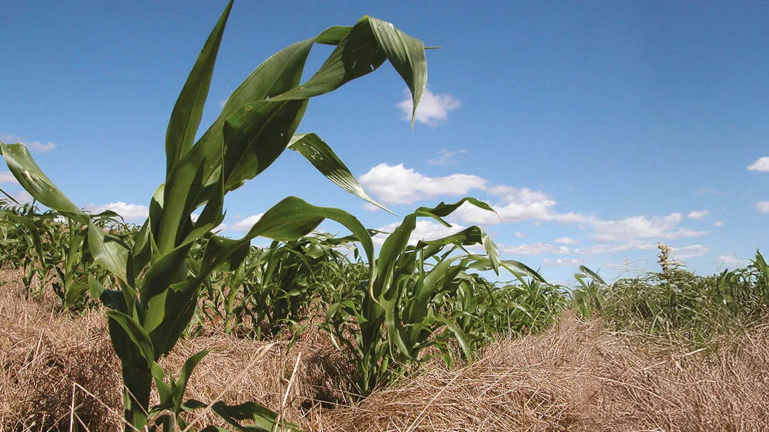 Milho_em_plantio_direto Novo mapa mostra onde há maior potencial para agricultura no Brasil