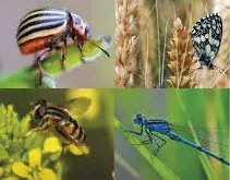 Muitas_esp_cies_de_insetos_est_o_em_decl_nio_em__reas_desenvolvidas As alterações climáticas estão tornando as plantas menos nutritivas