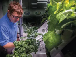 O astronauta Scott Kelly cuidou de zínias espaciais moribundas na Estação Espacial Internacional