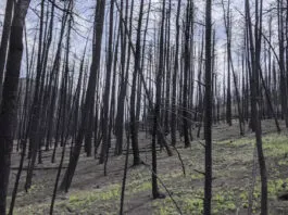 O solo queimado pode se tornar hidrofóbico e quase ceroso, permitindo que a chuva leve rapidamente os contaminantes para a encosta