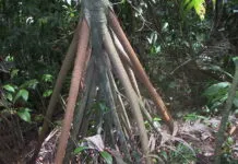 Árvores que caminham e o mistério da Socratea exorrhiza Raízes aéreas da Socratea exorrhiza