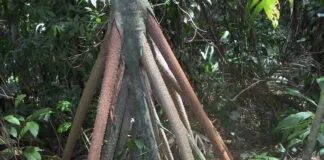 Raízes aéreas da Socratea exorrhiza