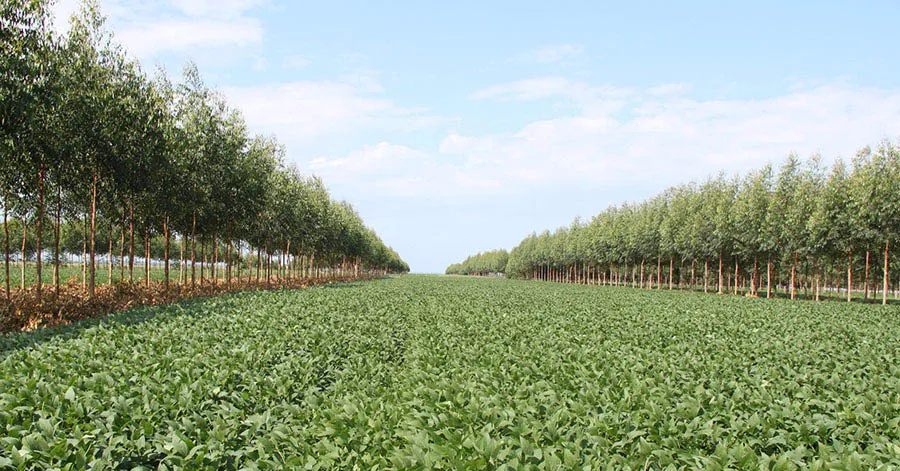Soja_em_ILPF Novo mapa mostra onde há maior potencial para agricultura no Brasil