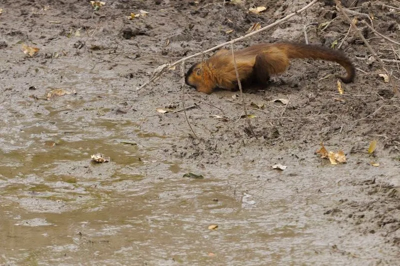 grad-brasil-pontos-de-dessedentacao-macaco-tentando-beber-agua-em-lamacal-foto-diego-baravelli-GRAD-Brasil Amazônia Seca: O Que a Ciência Revela Sobre Esse Fenômeno Extremo
