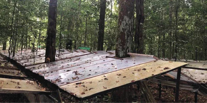 Área de estudo de floresta tropical no nordeste do Brasil, mostrando fileiras de painéis transparentes para redirecionar a água para longe das árvores.