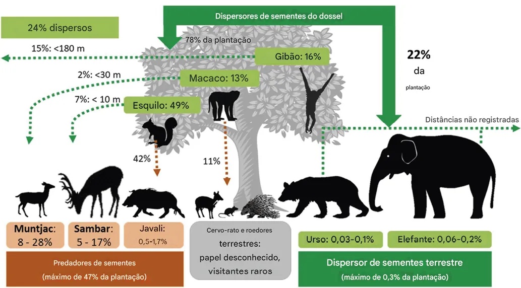 A_descoberta_de_que_a_interrup__o_da_dispers_o_de_sementes_explica_uma_ Animais são uma parte crítica da absorção de carbono da floresta