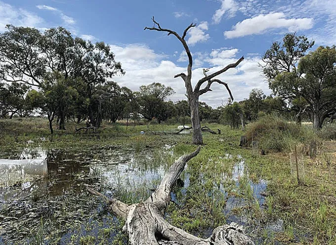 Imagem de área úmida restaurada