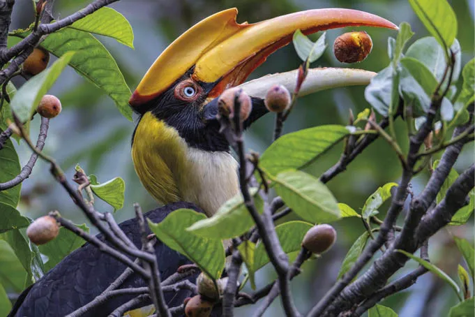 Um_calau-grande_Buceros_bicornis_come_um_figo_no_ Animais são uma parte crítica da absorção de carbono da floresta