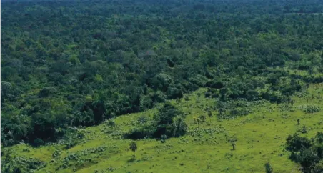 reas_que_foram_desmatadas_recentemente_est_o_perto_de_florestas_de_alta_integridade_ou_t_m_maior_cobertura_de__rvores Animais são uma parte crítica da absorção de carbono da floresta