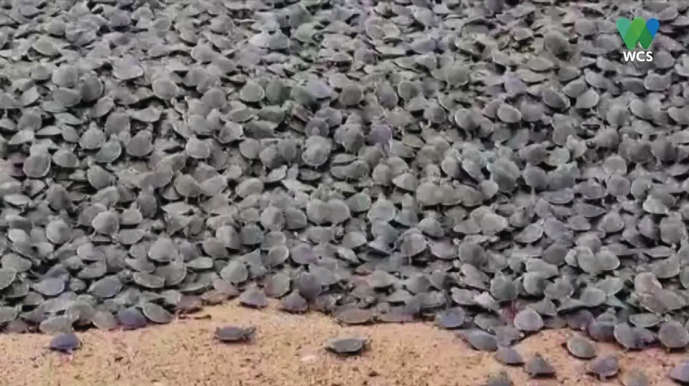 Centenas_de_milhares_de_filhotes_de_tartaruga_nascendo Técnica inovadora acha 41.000 tartarugas no Rio Guaporé na Amazônia