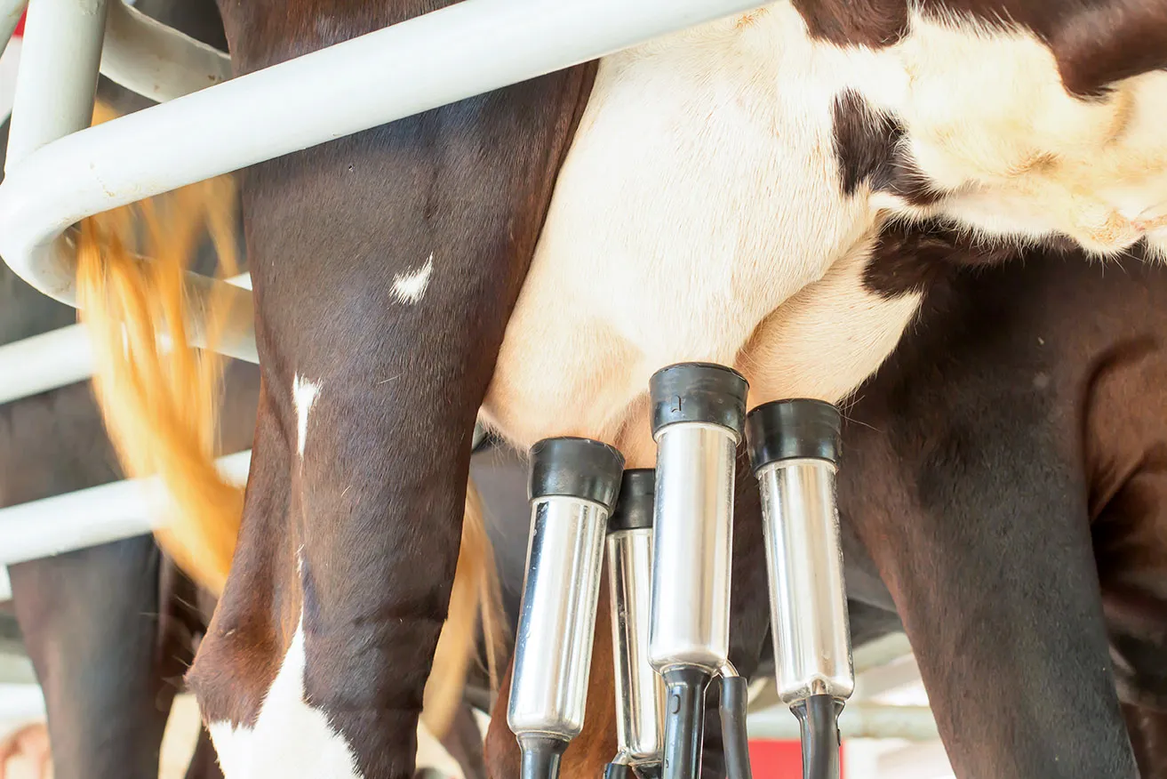 Digulgacao-400x267 Labby, a agtech que detecta mastite com IA em tempo real e pode mudar o futuro da pecuária de leite