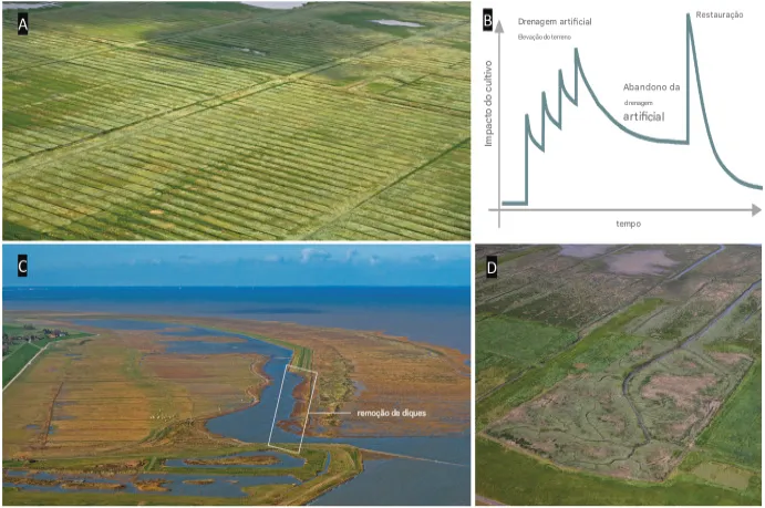 Gest_o_e_restaura__o_de_p_ntanos_salgados_no Aproveitando o potencial da ação climática e da conservação da biodiversidade