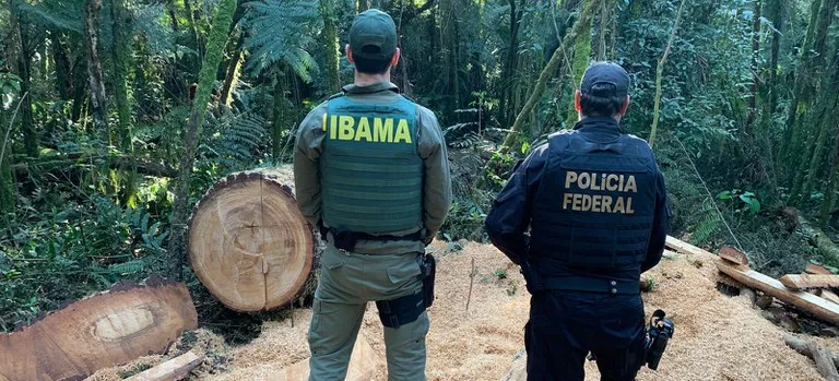 Ibama-e-PF-indicam-envolvimento-de-indigena-na-extracao-ilegal-de-araucaria-Fotos-Ibama-PR-400x182 Operação na TI Mangueirinha desmantela rede de extração ilegal de araucária no Paraná