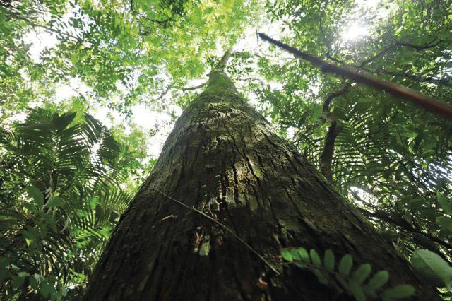 O_marup__Simarouba_amara_podem_atuar_como-400x266 Onde e com quais espécies reflorestar a Amazônia com base na ciência