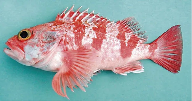 Peixe-rosa_de_barriga_preta Peixes nas profundezas do mar ajudam a alimentar o ciclo de carbono do oceano