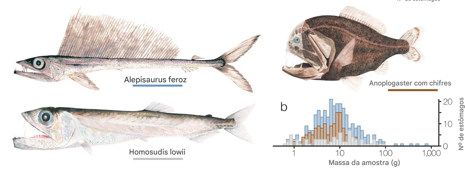Peixes-lanceta_de_nariz_longo__Alepisaurus_ferox_dentes-de-presa_comuns__Anoplogaster_cornuta_e Peixes nas profundezas do mar ajudam a alimentar o ciclo de carbono do oceano