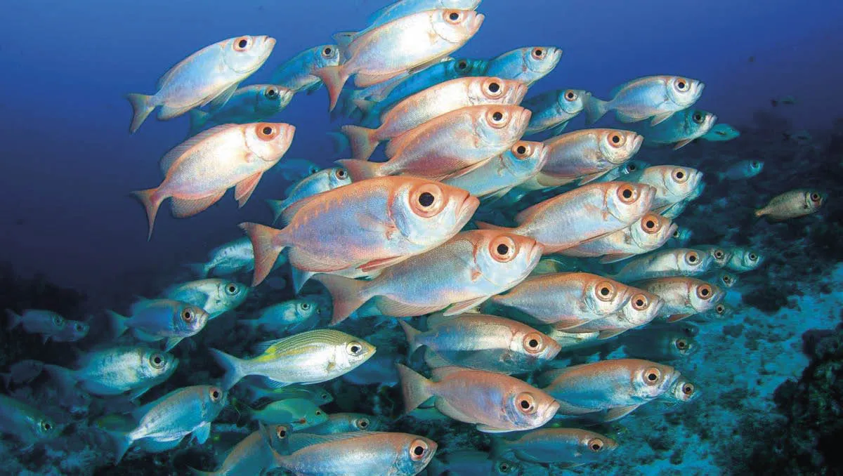 Peixes mesopelágicos