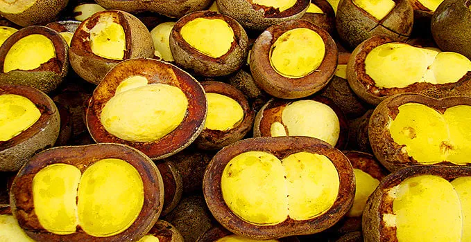 Piquiá - Divulgação Governo do Amazônas